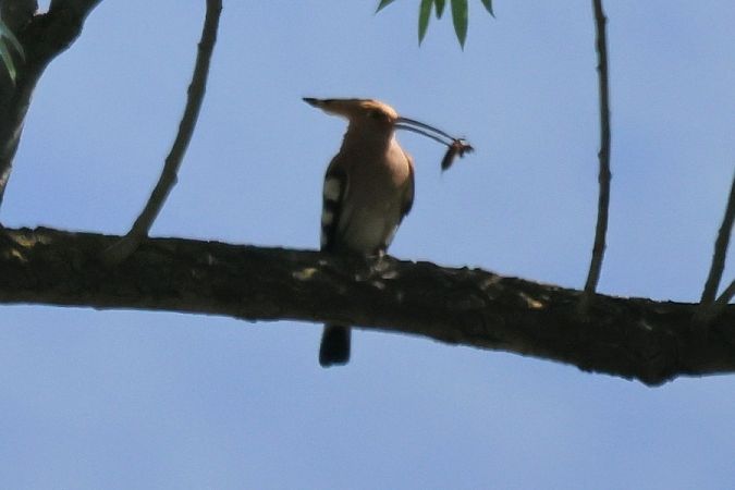 Eurasian Hoopoe  - Giuseppe Colombo