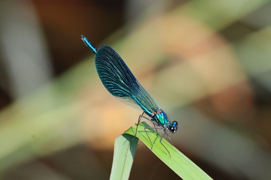Calopteryx splendens  - Giuseppe Colombo