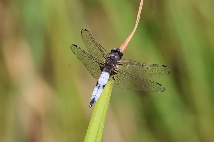 Libellula fulva  - Giuseppe Colombo