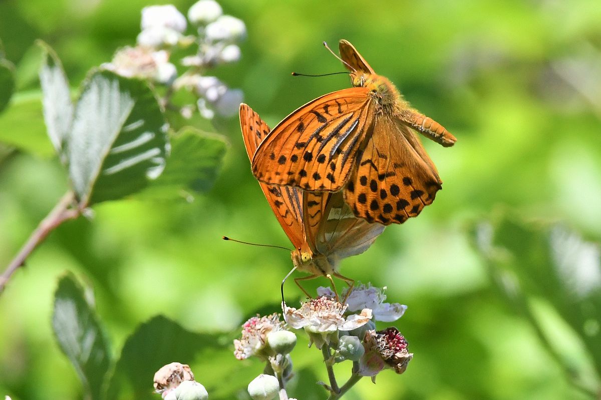 Argynnis paphia  - Alfio Sala