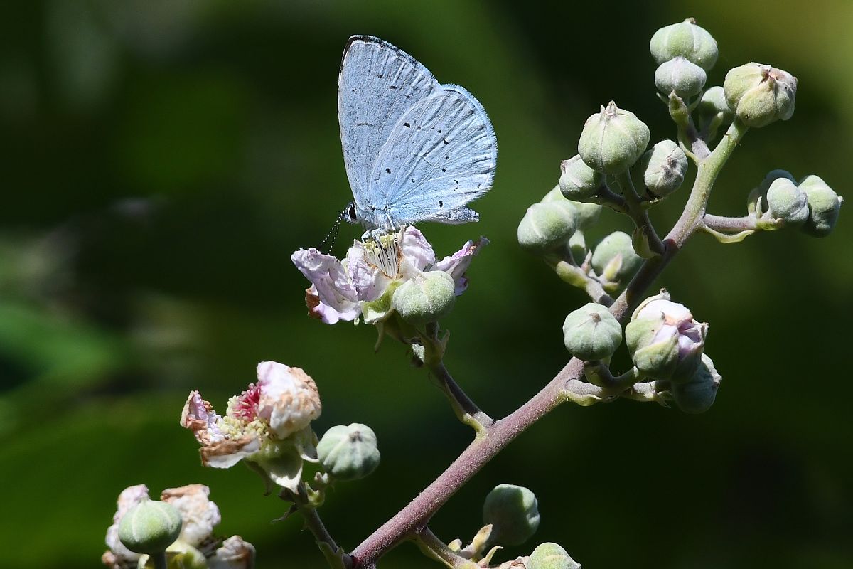 Celastrina argiolus  - Alfio Sala