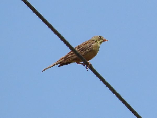 Ortolano  - Donatella Rottichieri