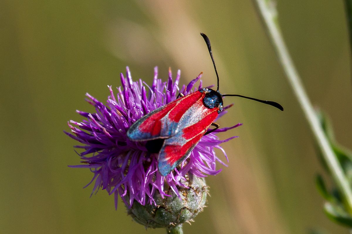 Zygaena erythrus  - Marco Cortemiglia