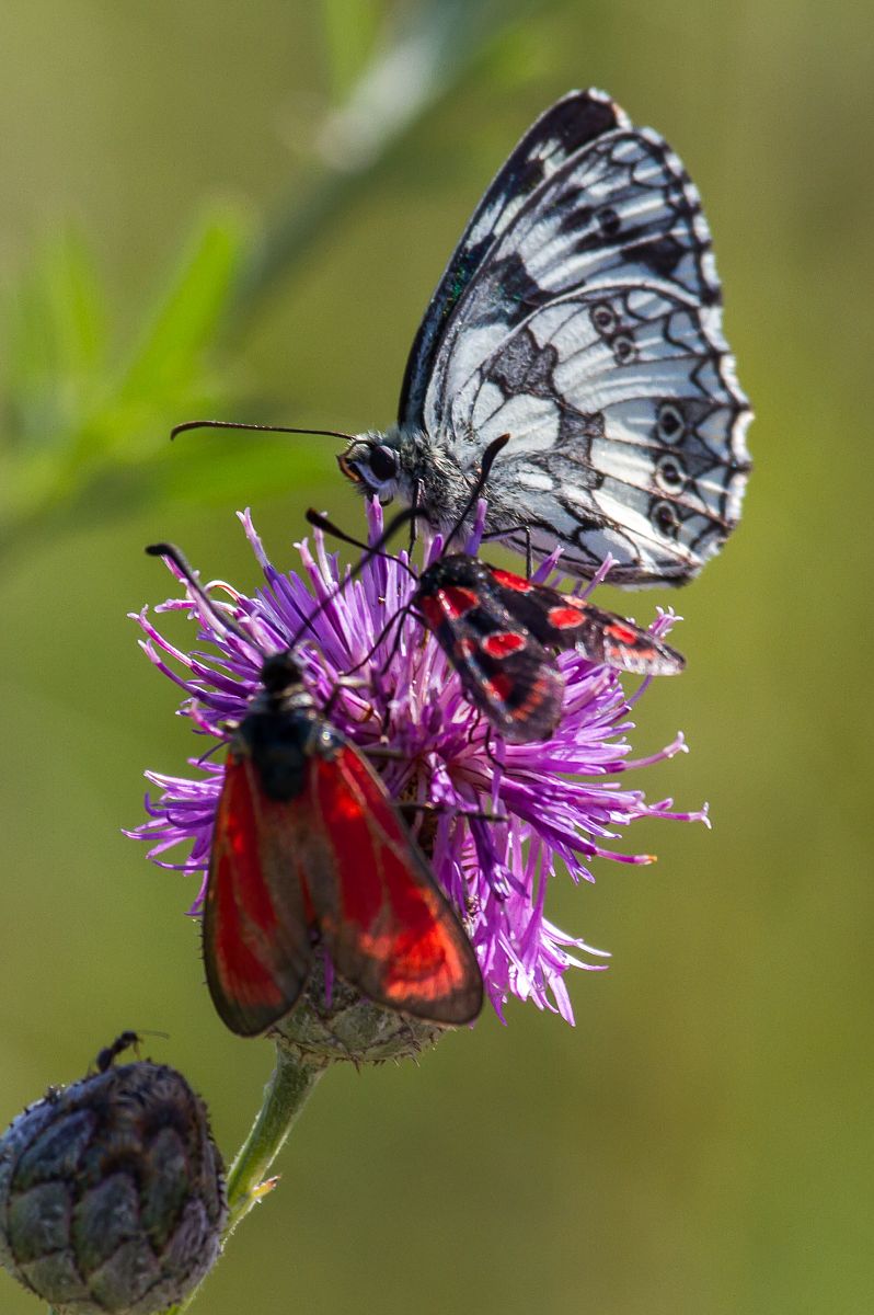 Zygaena erythrus  - Marco Cortemiglia