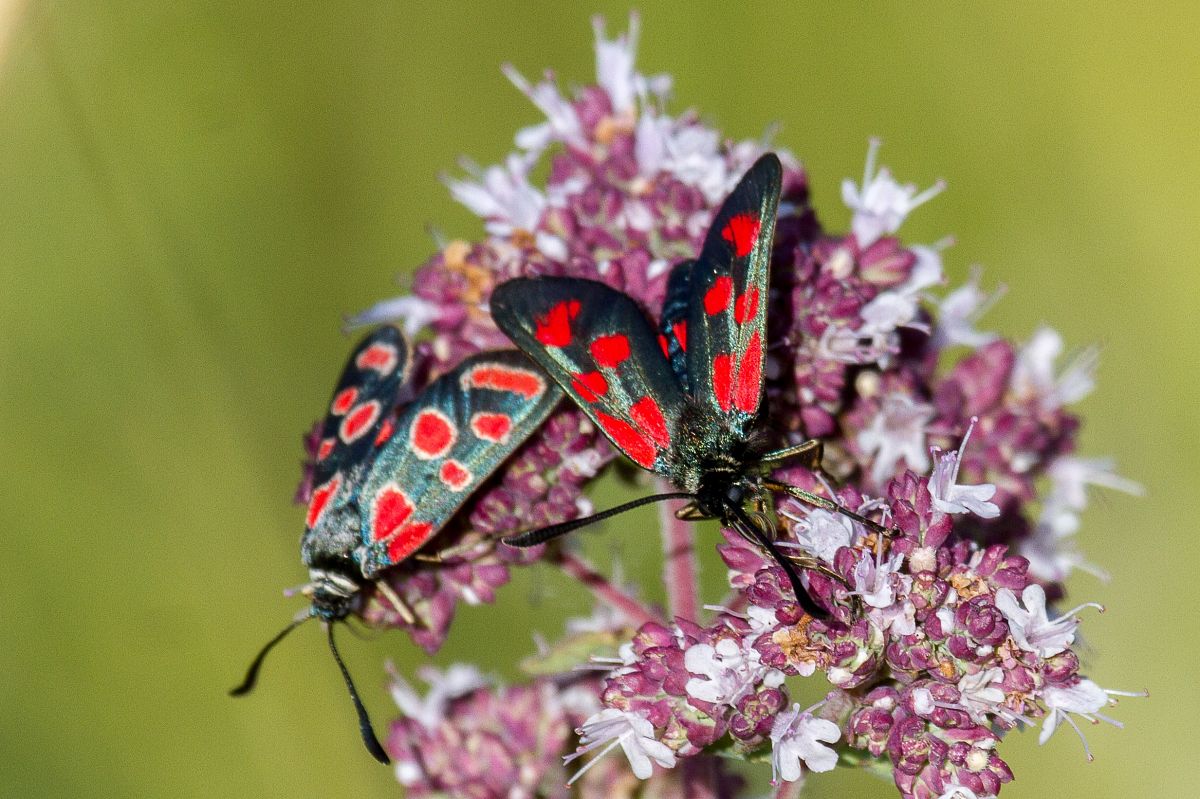 Slender Scotch Burnet  - Marco Cortemiglia