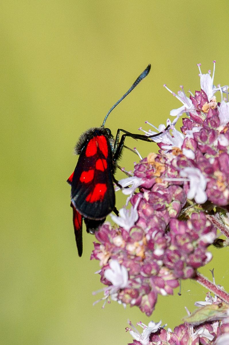 Zygaena loti  - Marco Cortemiglia