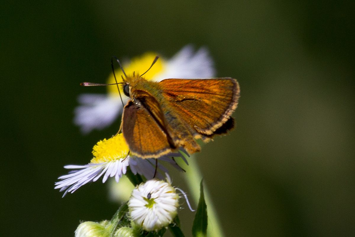 Thymelicus acteon  - Marco Cortemiglia
