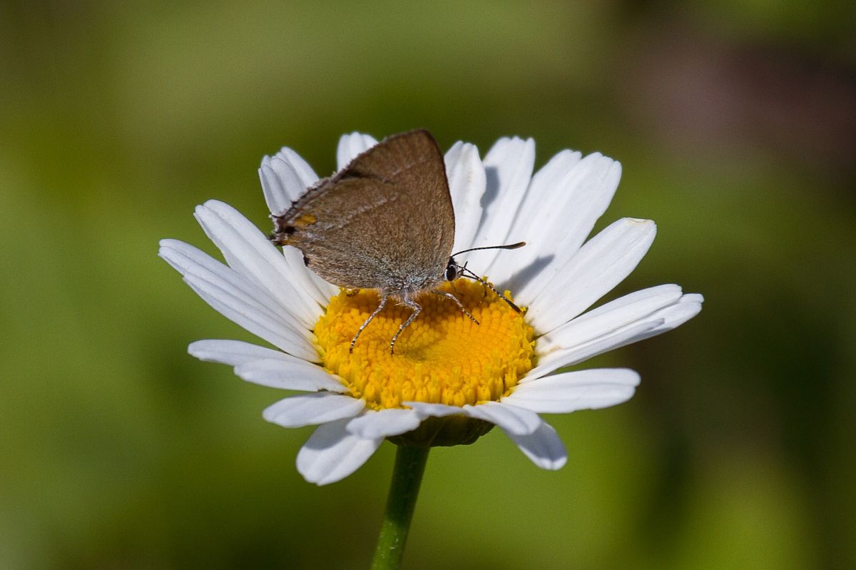 Satyrium acaciae  - Marco Cortemiglia