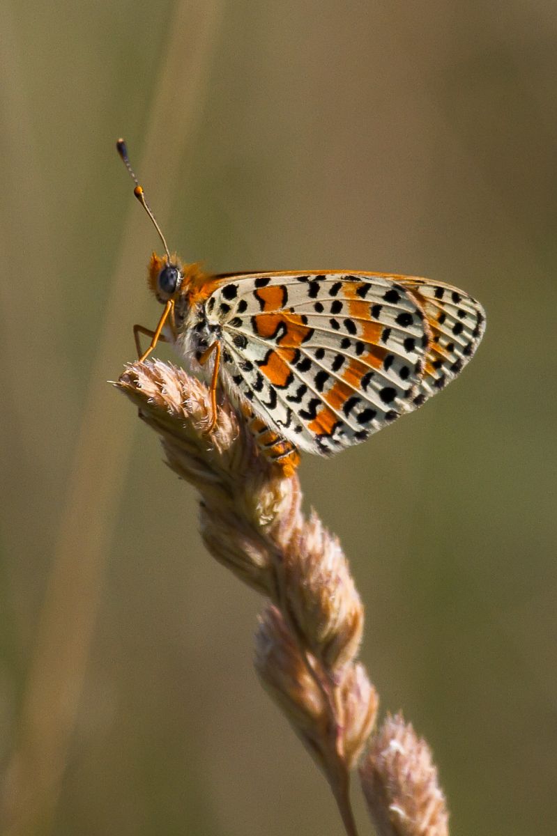 Melitaea didyma  - Marco Cortemiglia