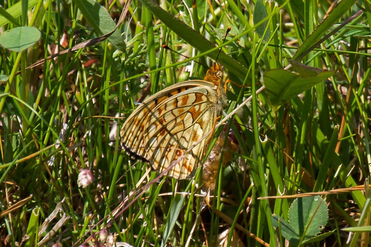Fabriciana niobe  - Marco Cortemiglia