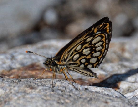 Heteropterus morpheus  - Michel Maire