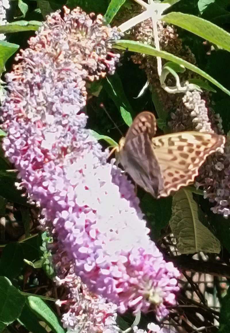 Argynnis paphia  - Daniele Capello