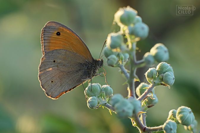 Maniola jurtina  - Nicola Cillo