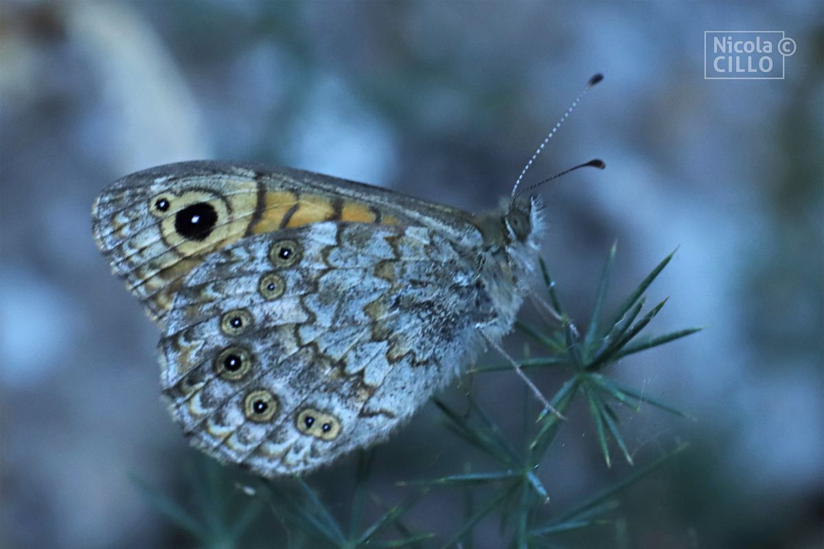 Lasiommata megera  - Nicola Cillo