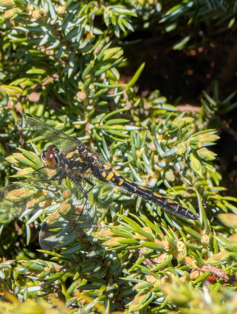 Leucorrhinia dubia  - Federico Ghiazza
