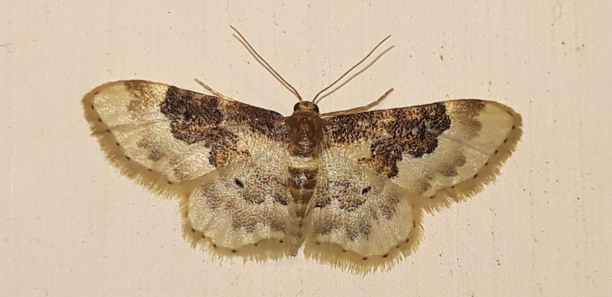 Idaea rusticata  - Michele Cento