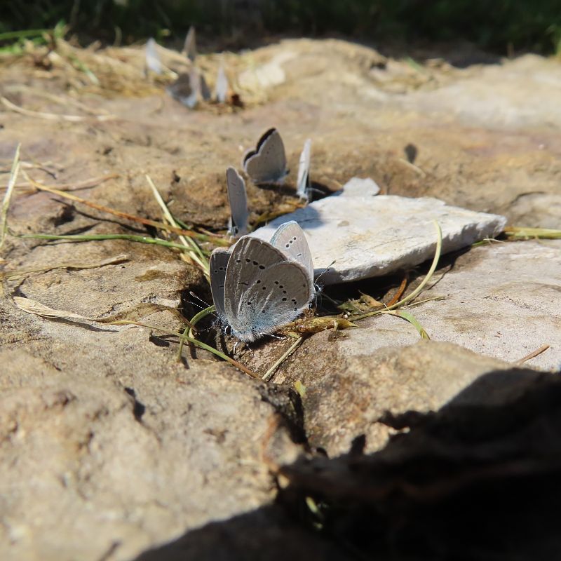 Polyommatus sp.  - Massimo Perinotto
