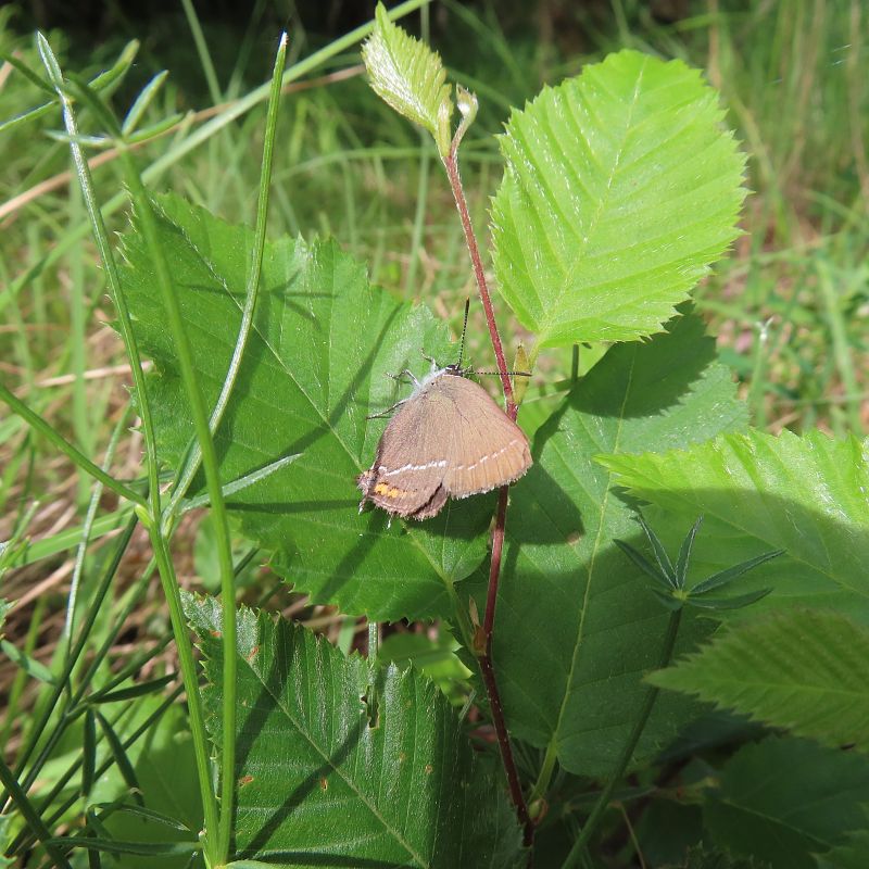 Satyrium sp.  - Massimo Perinotto