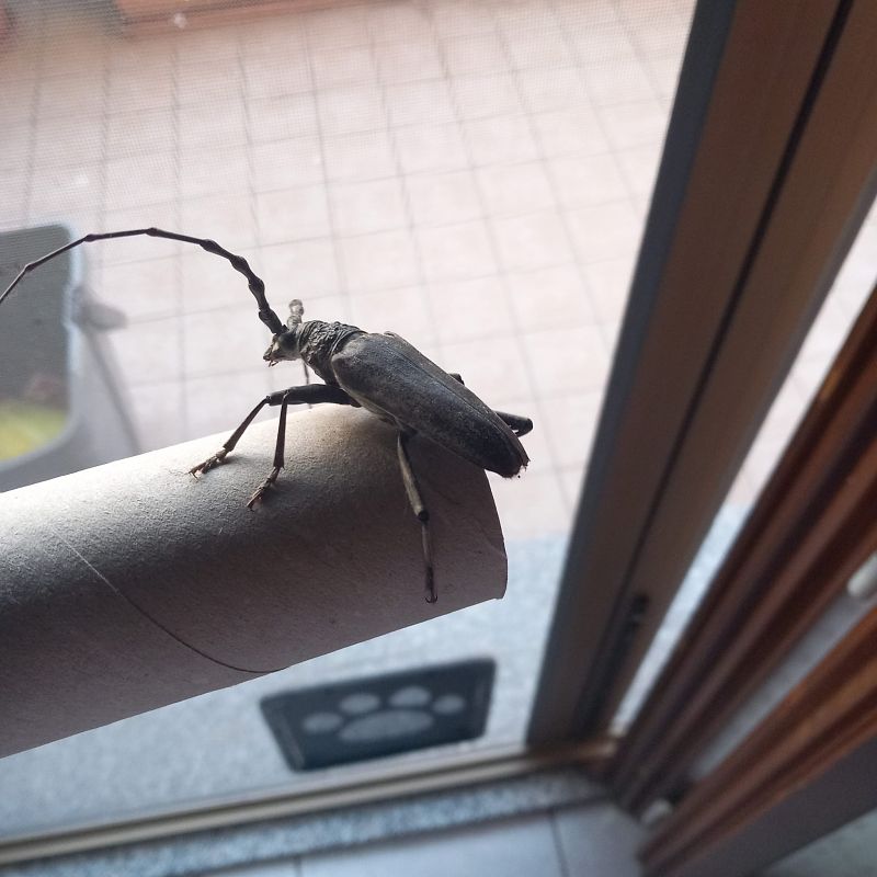Cerambyx cerdo  - Anonimo