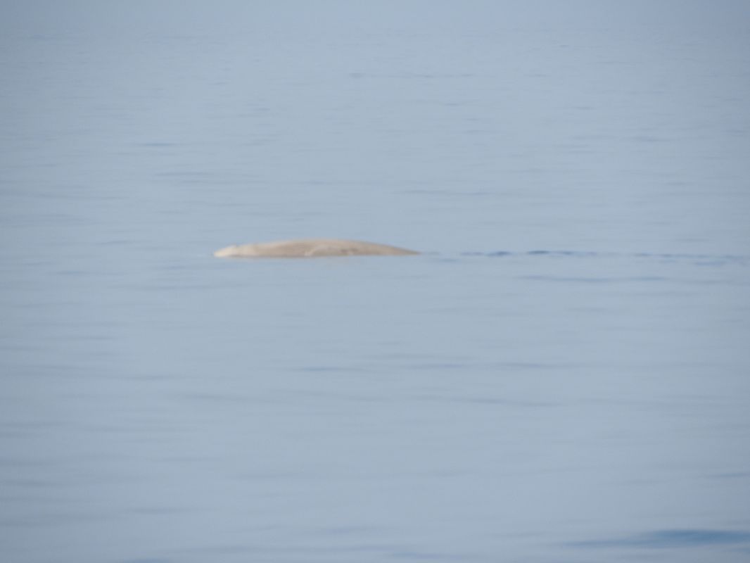 Cetaceo indet.  - Alfonso Maffezzoli