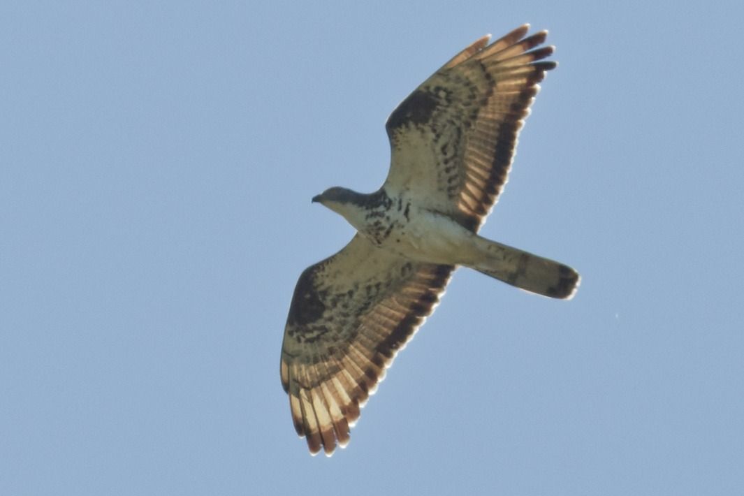 Falco pecchiaiolo 