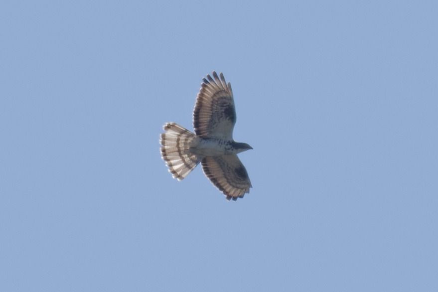 Falco pecchiaiolo 