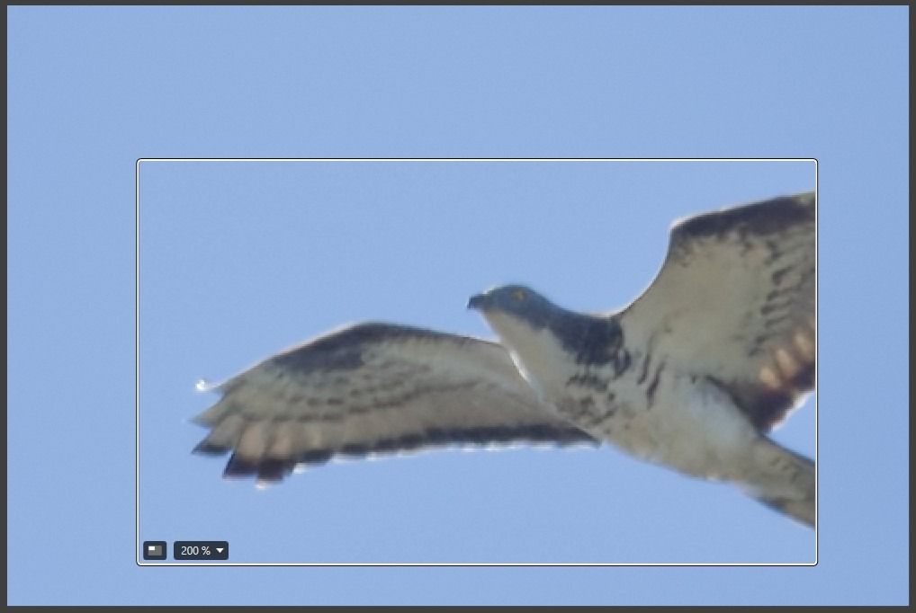 Falco pecchiaiolo 