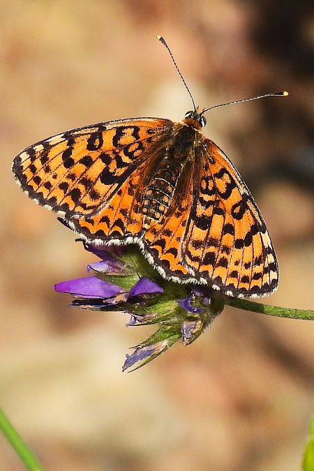 Melitaea didyma  - Claude Müller