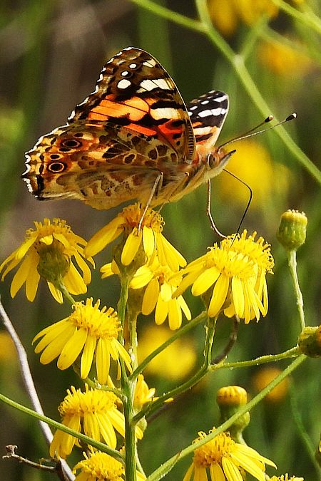 Vanessa cardui  - Claude Müller