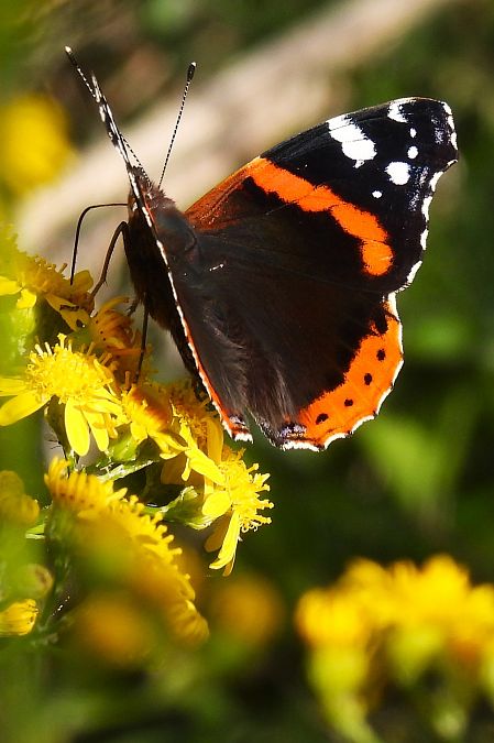 Vanessa atalanta  - Claude Müller