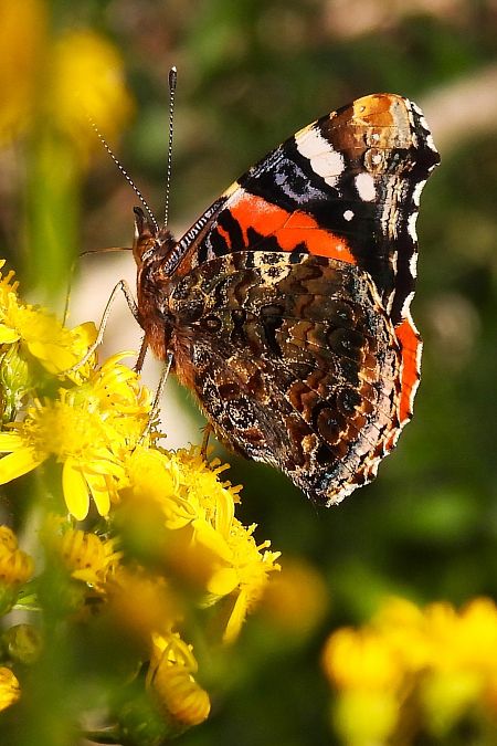 Vanessa atalanta  - Claude Müller
