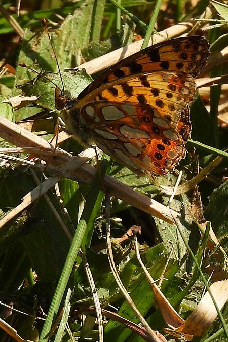 Issoria lathonia  - Claude Müller