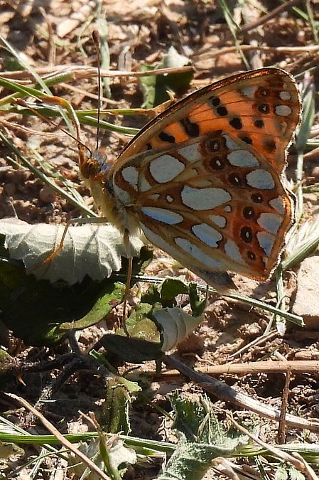 Issoria lathonia  - Claude Müller