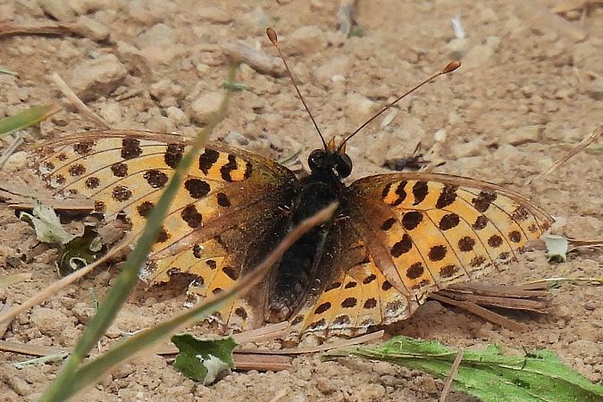 Issoria lathonia  - Claude Müller