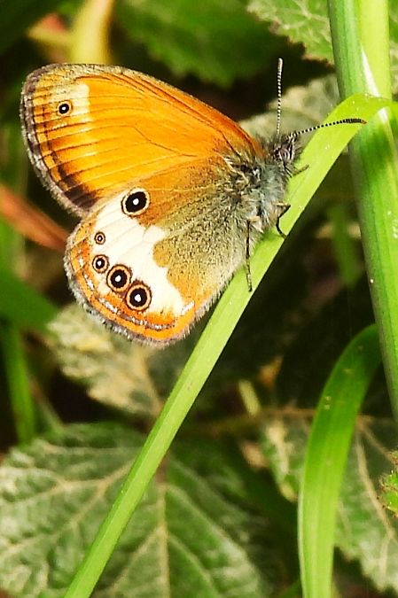 Coenonympha arcania  - Claude Müller