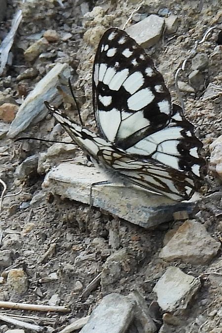 Melanargia occitanica  - Claude Müller