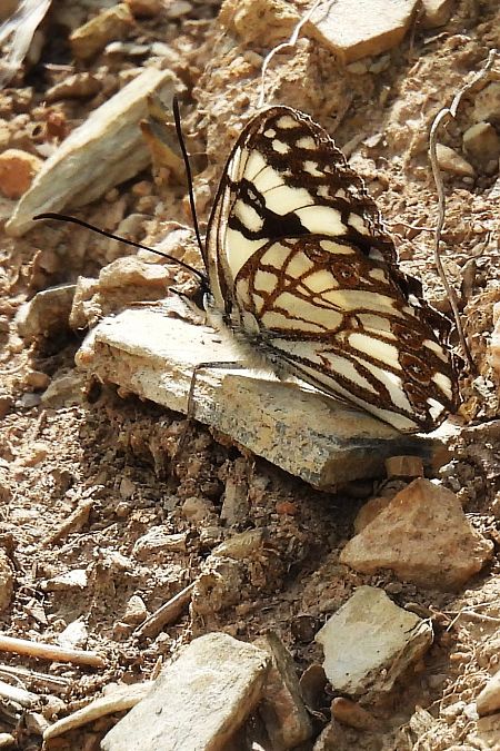 Melanargia occitanica  - Claude Müller