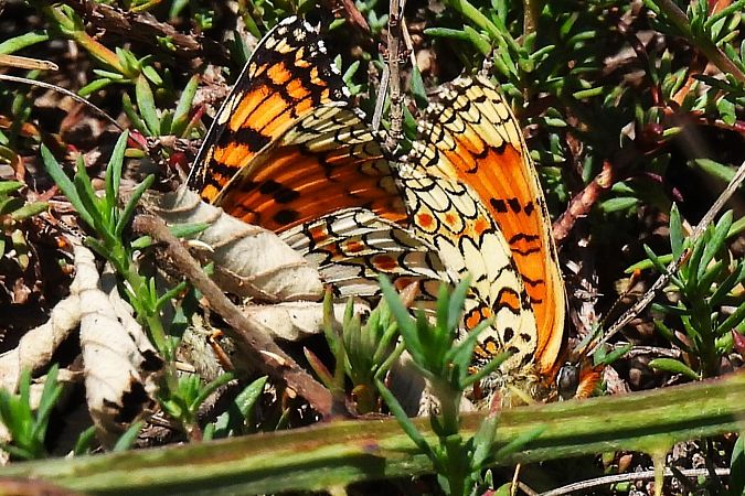 Melitaea phoebe  - Claude Müller