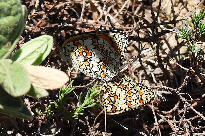 Melitaea phoebe  - Claude Müller