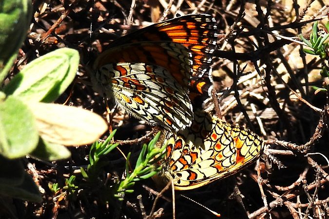Melitaea phoebe  - Claude Müller