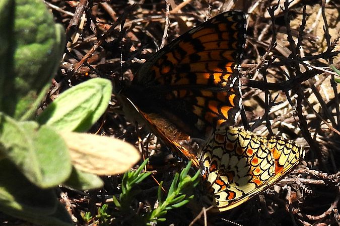 Melitaea phoebe  - Claude Müller