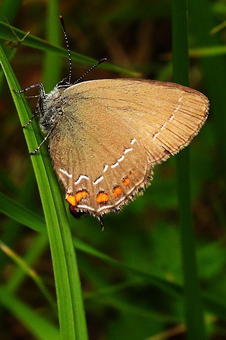 Satyrium ilicis  - Claude Müller
