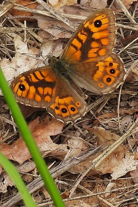 Lasiommata megera  - Claude Müller