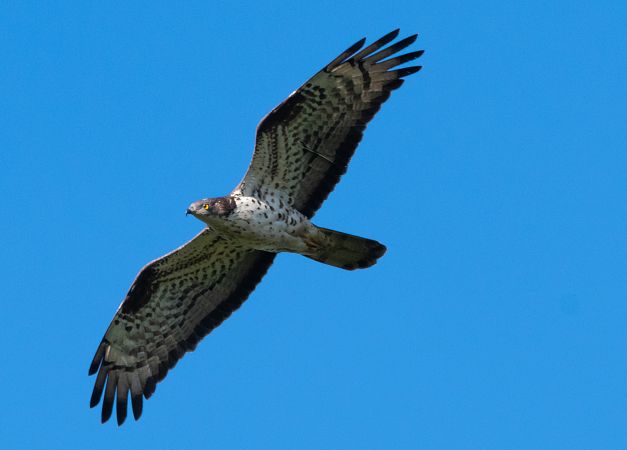 Falco pecchiaiolo  - Roberto Villani