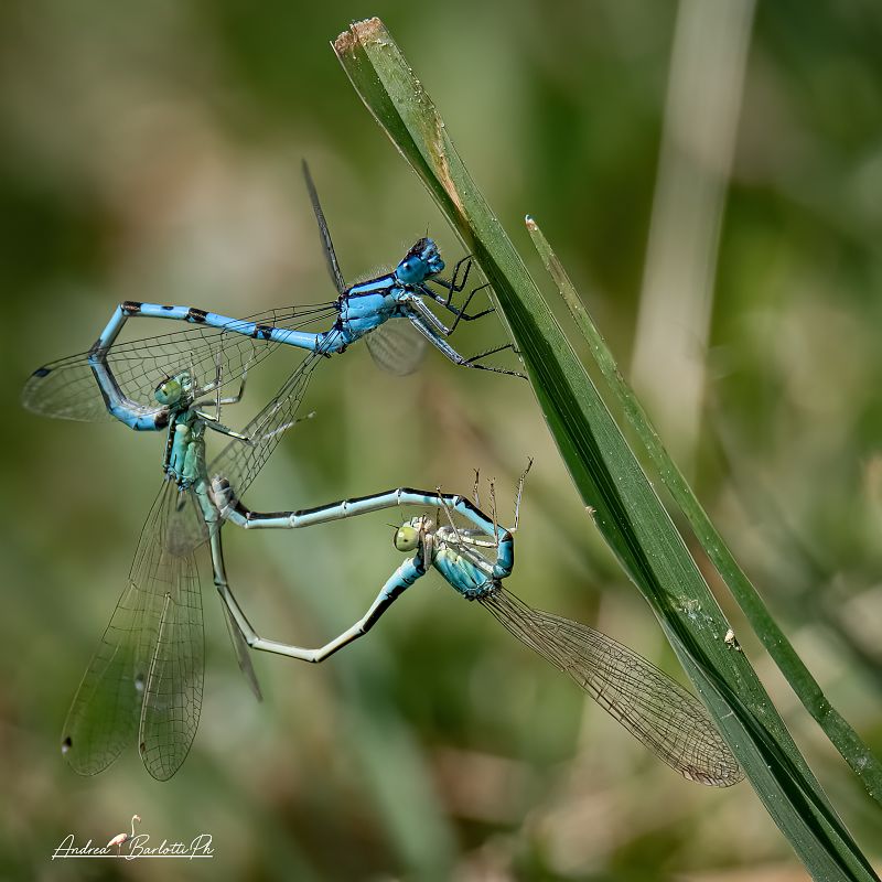 Ischnura pumilio  - Barlotti Andrea