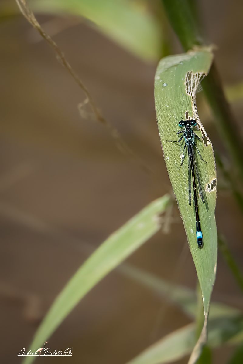 Ischnura elegans  - Barlotti Andrea