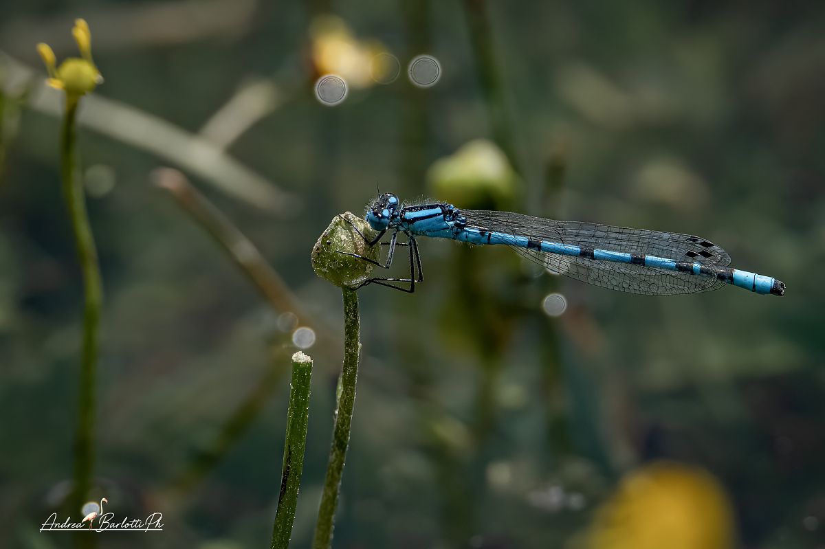 Enallagma cyathigerum  - Barlotti Andrea