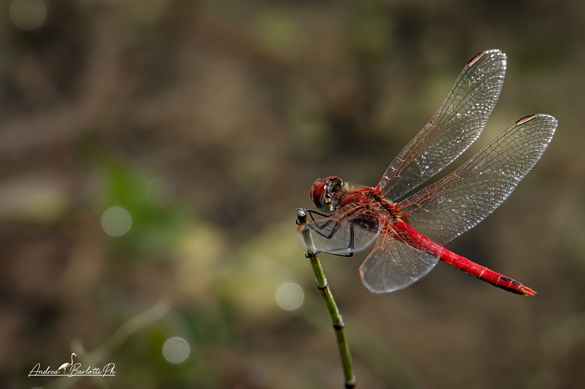 Sympetrum fonscolombei  - Barlotti Andrea