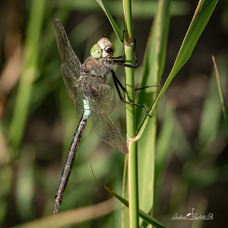 Anax parthenope  - Barlotti Andrea