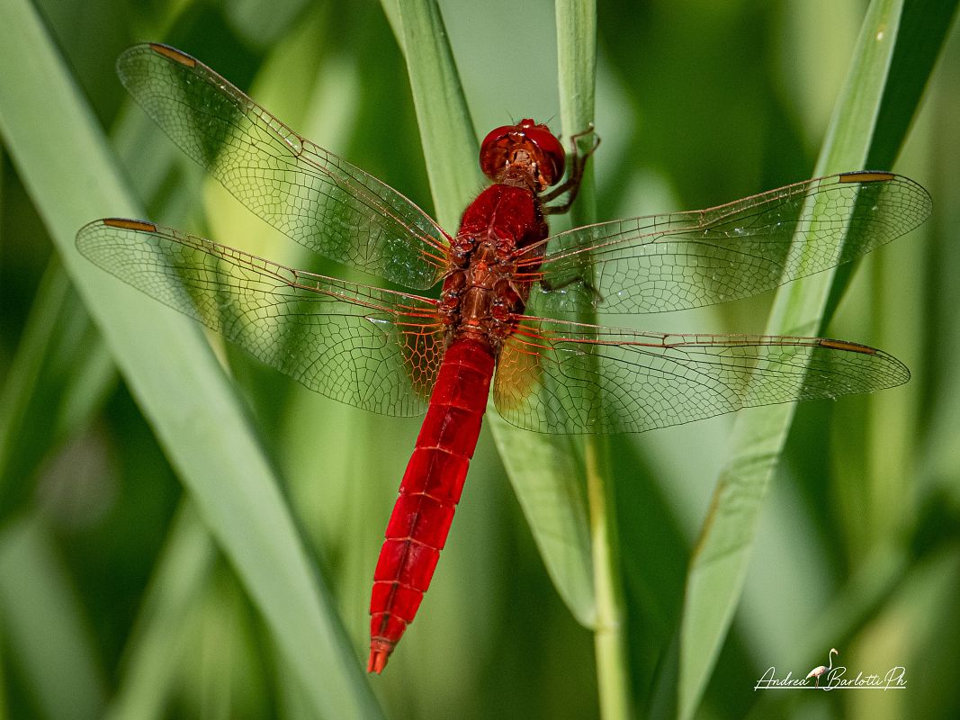 Feuerlibelle  - Barlotti Andrea